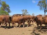 Red Brahman cattle for sale - photo 1