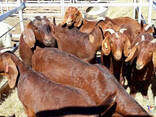 Kalahari goats and Boer goats - photo 2