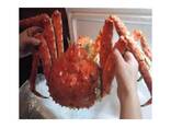 Red King Crab - photo 1
