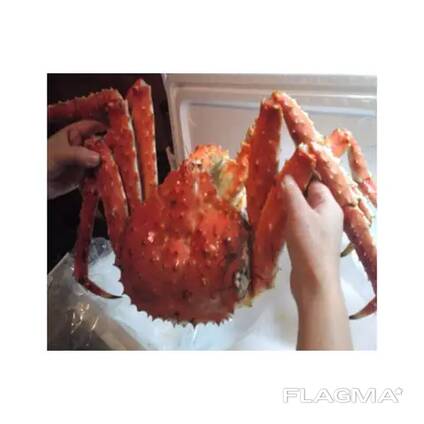 Red King Crab