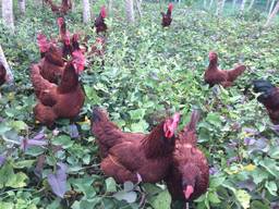 Rhode Island Red Chickens for Sale