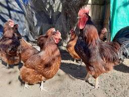 Rhode island red chickens for sale