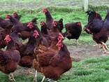 Rhode Island Red chickens for sale - photo 1