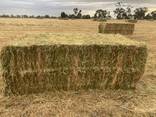 Ryegrass Hay for Sale - photo 1