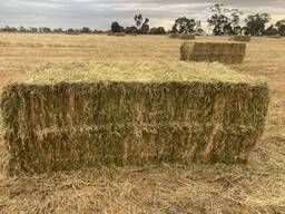 Ryegrass Hay for Sale