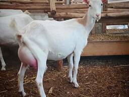 Saanen Goats for Sale