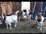 Young boer goats - photo 1