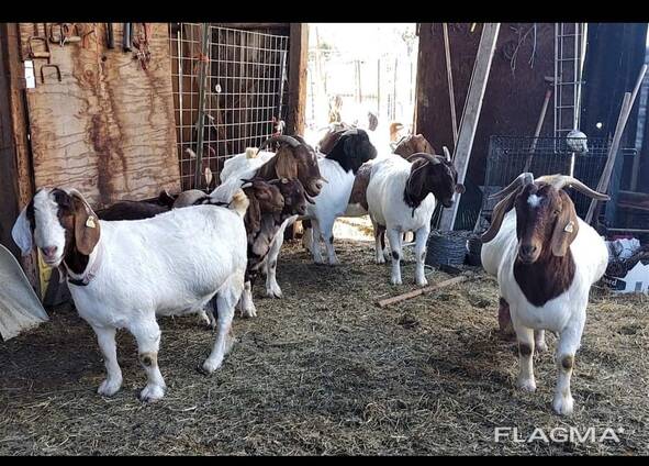 Livestock Boer goats and sheep for sale in South Africa