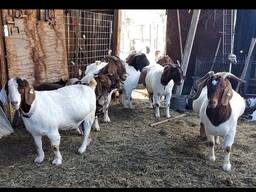 Livestock Boer goats and sheep for sale in South Africa
