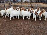 Boer goats for sale - photo 2