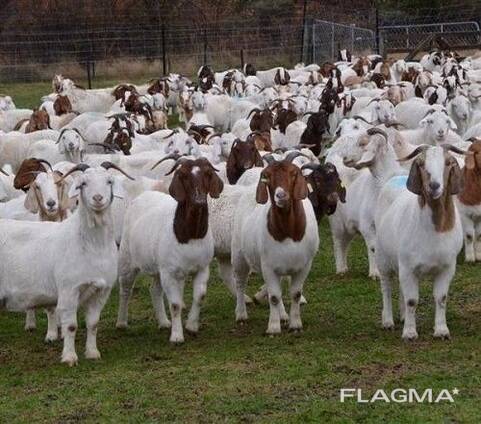 Goats and sheep's for sale