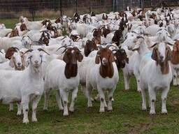 Goats and sheep's for sale