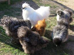 Silkie chickens for sale