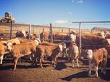Simmentaler Cattle for Sale - photo 1