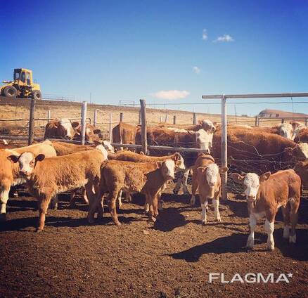 Simmentaler Cattle for Sale