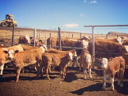 Simmentaler Cattle for Sale