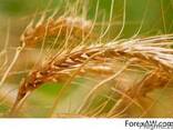 Soft Milling Wheat 11,5% and 12,5% pro, Feed Wheat - photo 1
