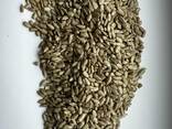 Sunflower Kernel - photo 2