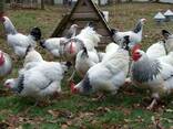 Sussex Chickens for Sale - photo 1
