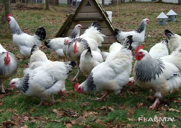 Sussex Chickens for Sale