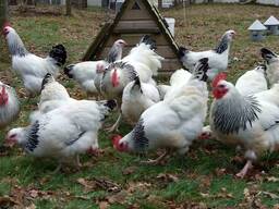 Sussex Chickens for Sale