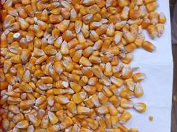 The company Climate offers the supply of corn 50,000 tons
