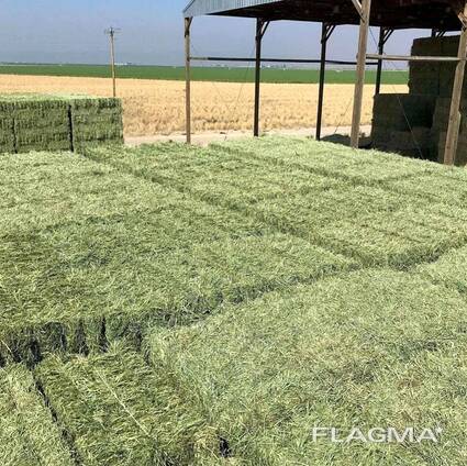 Timothy Hay for Sale