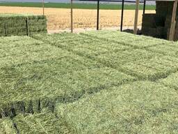 Timothy Hay for Sale