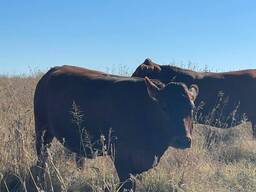 Vaccinated and Health Checked Bonsmara Bulls for Sale