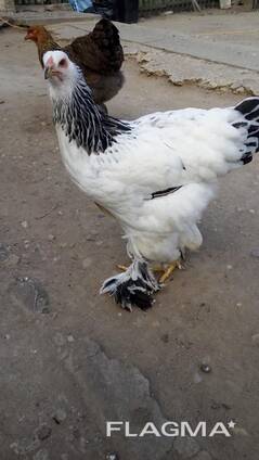 Vaccinated Brahma Chickens