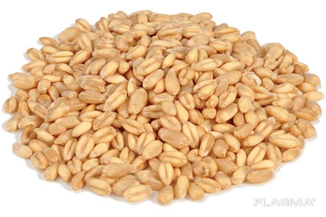 Wheat