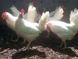 White leghorn chickens for sale