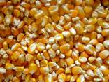 Yellow maize For Animal Feed for sale - photo 1
