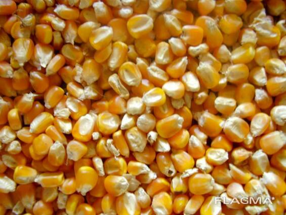 Yellow maize For Animal Feed for sale