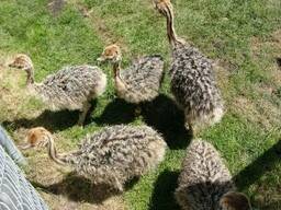 Young ostrich chicks for sale